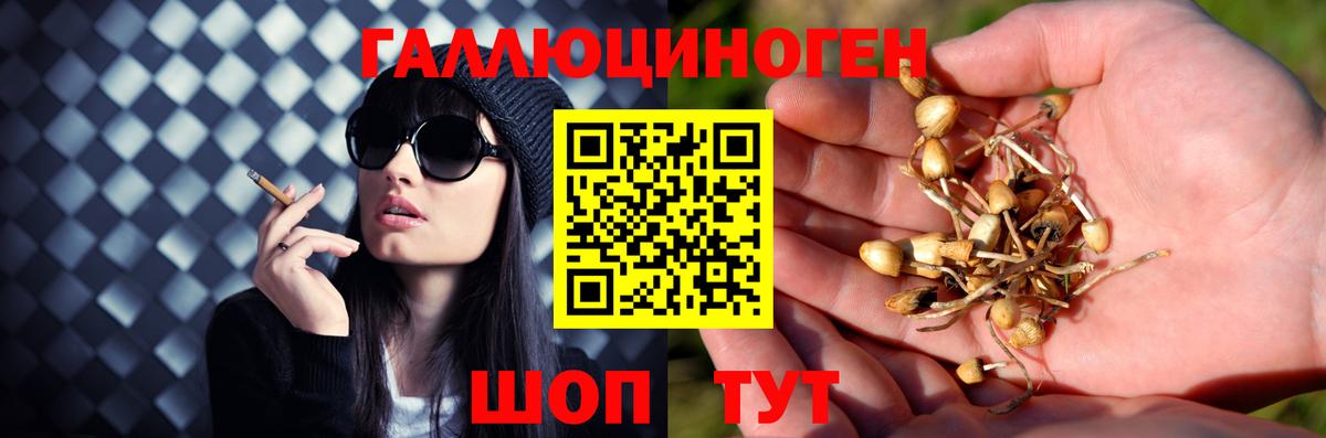 Галлюциногенные грибы Psilocybe  Галлюциногенные грибы Cubensis  Зима 